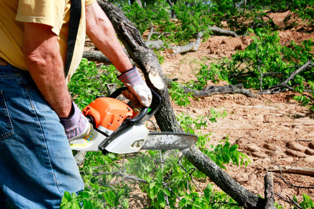 Best Arborist Services Near Me  in Miles City, MT